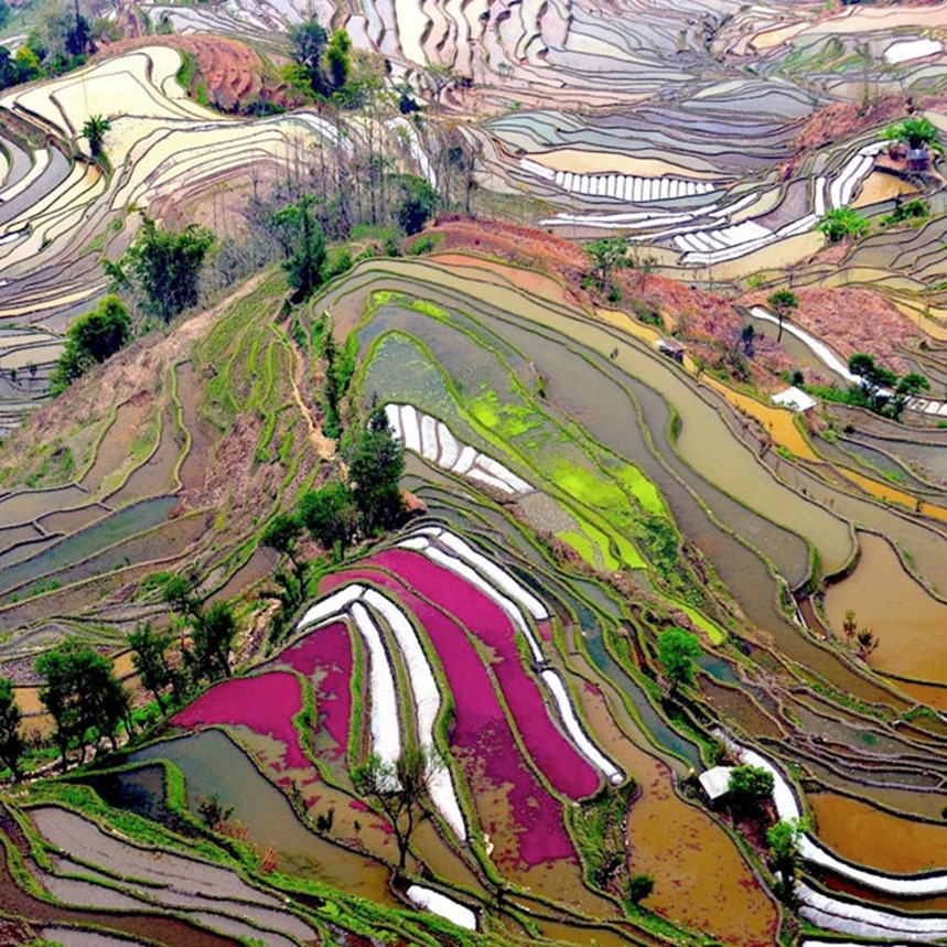 yunnan_china(1) rice fields in Yunnan, China